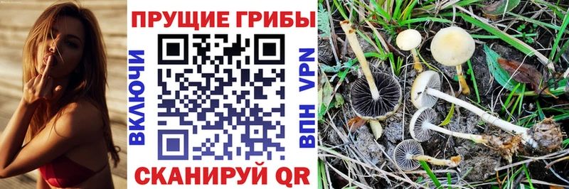 Галлюциногенные грибы Psilocybe  Купить закладки  Коряжма 